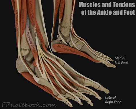 medial ankle muscles