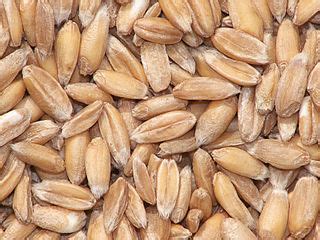 File:Triticum spelta, spelt (3).jpg - Wikimedia Commons