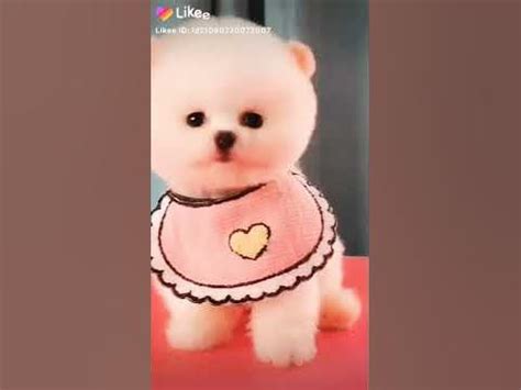 Милые собачки 🐶🐕🐾🐾 - YouTube
