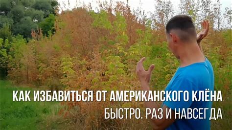 Как избавиться от клёна сорняка быстро без усилий раз и навсегда ...
