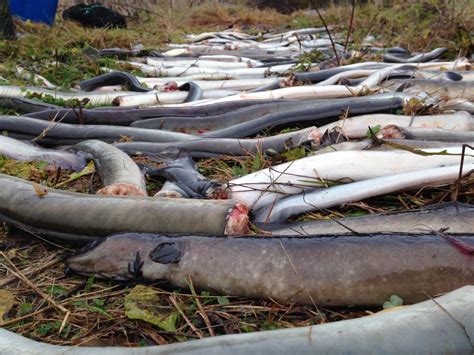 Barriers to migration & Habitat loss | Sustainable Eel Group
