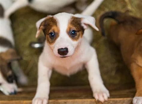 how much does it cost to adopt a star