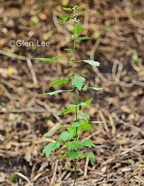 Leonurus cardiaca photos Saskatchewan Wildflowers