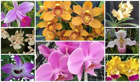 Tipos De Orquídeas + Nomes E Fotos - +8 Tipos de Orquídeas【2021】– Principais Espécies e Nomes