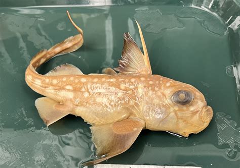 fish diagram quizlet