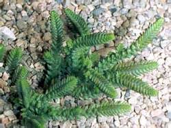 Суккулентные растения, Петр Лапшин, каталог для заказа - succulents by ...