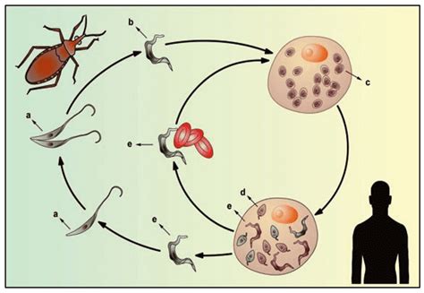 Doença de Chagas: mecanismos de infecção, resposta imune