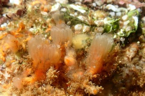 Aplidium turbinatum from Argyll and Bute Council, UK on July 9, 2023 at ...