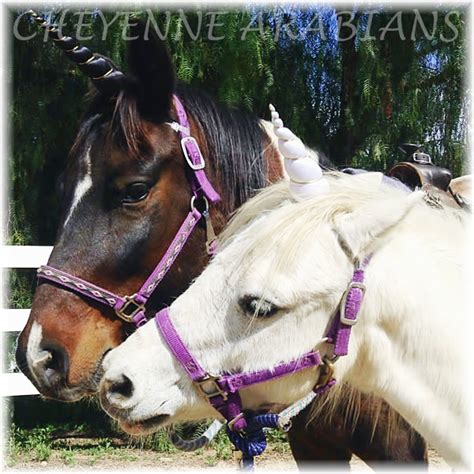 Exclusive Bellbaggins Rides Unlocked Only For Those Who Know The Right Signal news