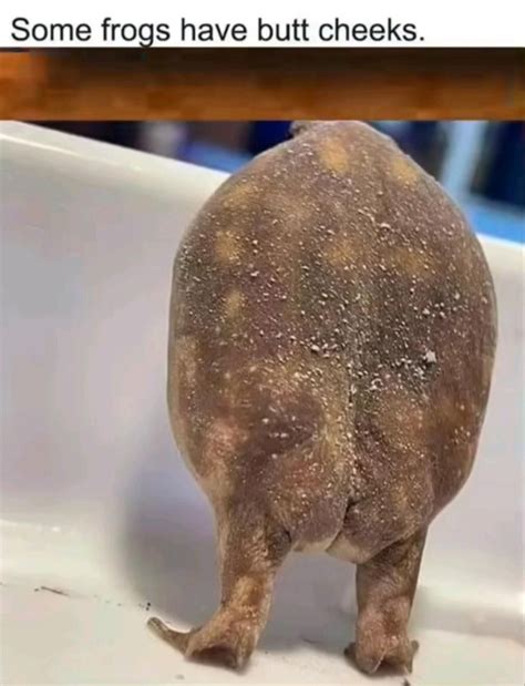 These frogs and toads having almost human like butt cheeks are actually