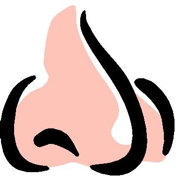 Перевод Nose. Изучение
