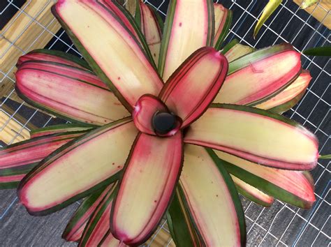 Heat Wave Neoregelia | Florida Native Plants
