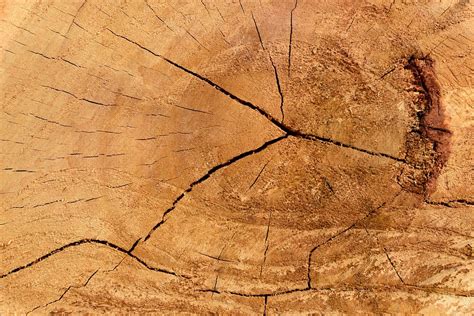 stub stump skin texture rough  photo  pixabay