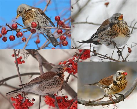 Photos of All Migratory Birds With Detailed Descriptions