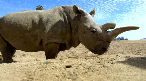 Reversing Extinction for the Great Northern White Rhino | Freekthink