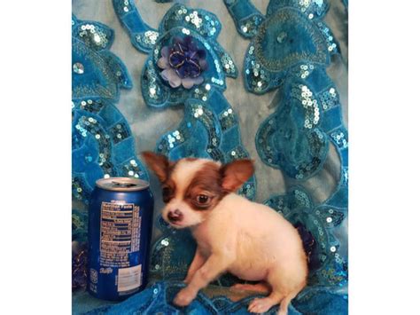 Applehead Chihuahua female puppy Bristol - Puppies for Sale Near Me