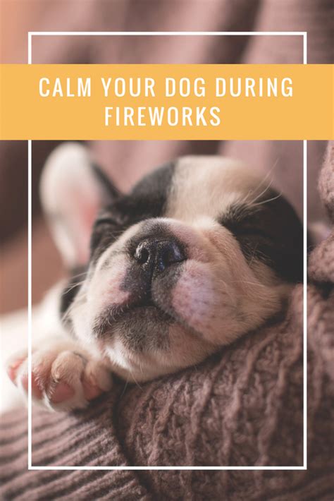 how to calm dog down from fireworks