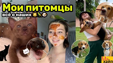 мой ТОП 3 САМЫХ МИЛЫХ ДОМАШНИХ ПИТОМЦЕВ || Какого питомца лучше завести ...