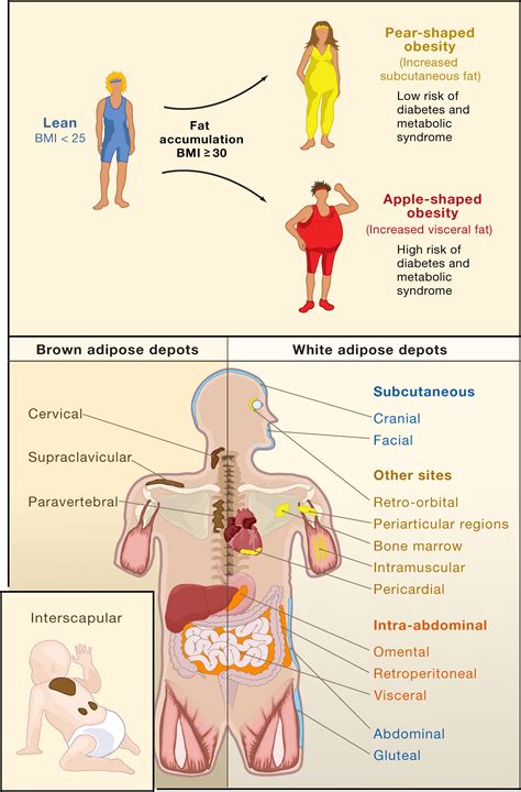 Examples Of Steatopygia