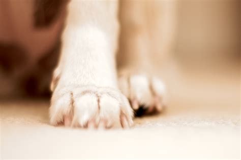 Paw - 1520x1014 Wallpaper - teahub.io
