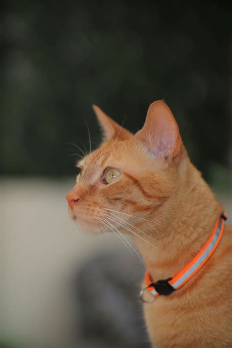 215.154+ Fotos y Imágenes de Animales tiernos Gratis · Banco de Fotos ...