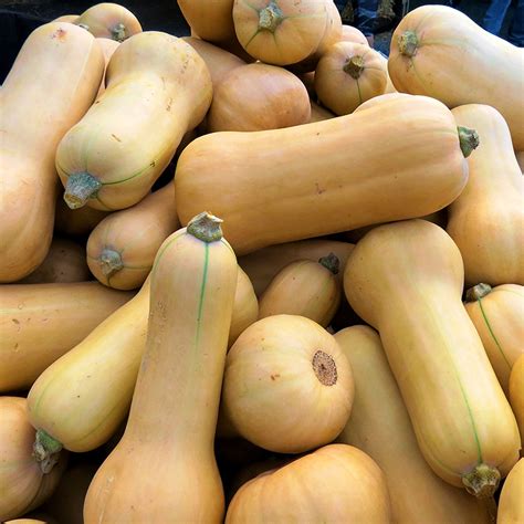 Butternut | Butcher Shop