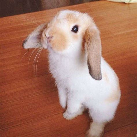 Rabbit Then the post - online puzzle
