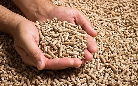 pemberian pakan  brooding  tepat