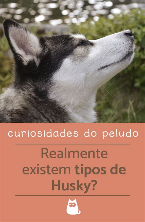 Como Se Escreve Husky - Existem diferentes TIPOS DE HUSKY? - Entenda! | Cachorro husky, Raça de ...