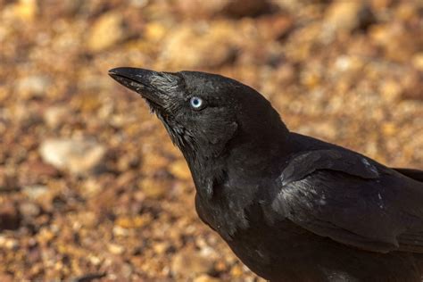 Torresian Crow in Australia 24734753 Stock Photo at Vecteezy