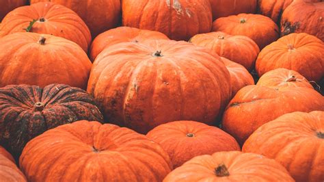 1000+ Interesting Pumpkins Photos · Pexels · Free Stock Photos