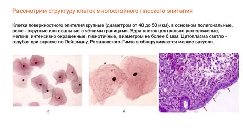 Исследование отделяемого половых органов - презентация онлайн