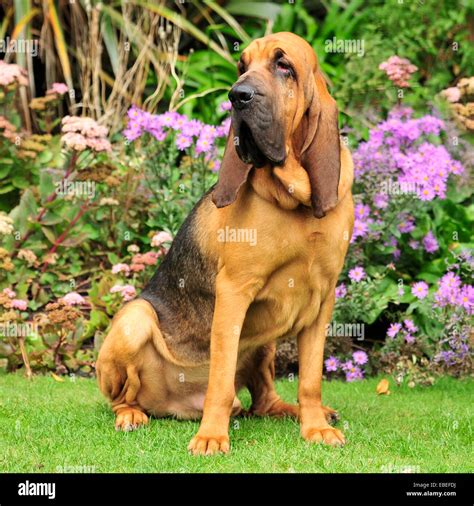 Bloodhound High Resolution Stock Photography and Images - Alamy