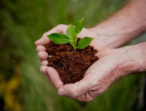 hand holding sprout  growing nature royalty  photo