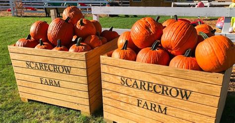 scarecrow farm   largest pumpkin patch  iowa