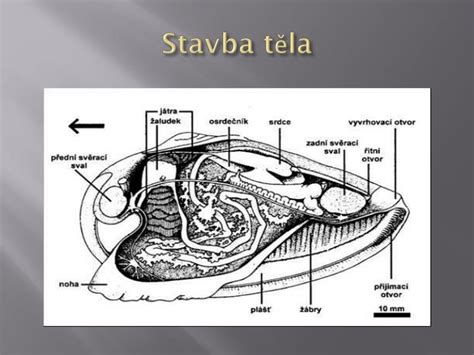 PPT - Měkkýši PowerPoint Presentation - ID:4340088