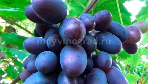 Виноград Викинг - описание сорта с фото и видео