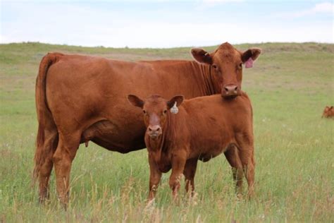 Gelbvieh Cattle: Breed Profile, Characteristics and More