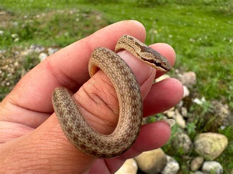 Обыкновенная медянка (Coronella austriaca) | Пикабу