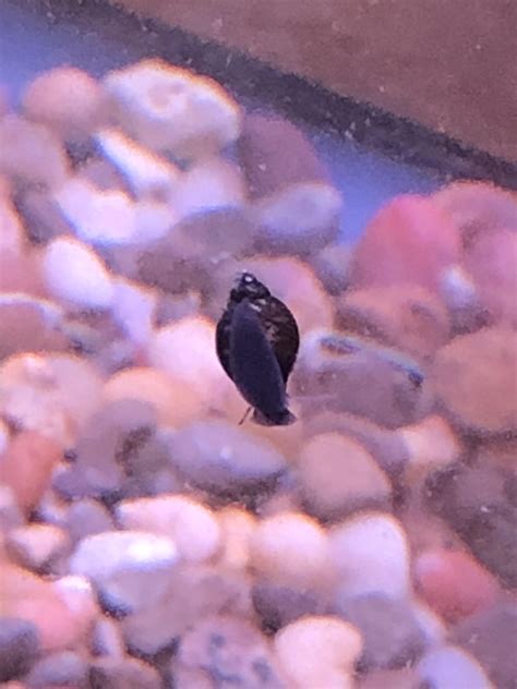BLADDER SNAILS AREN’T BAD FOR YOUR TANKS : r/AquaticSnails
