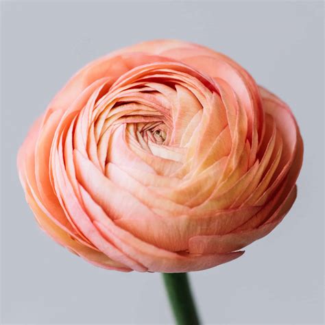 Ranunculus