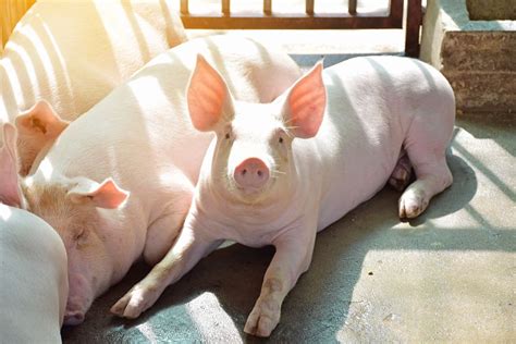 Large White Pig Breed: All You Need to Know About this Bacon Producer
