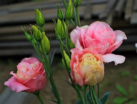 Ранункулюс цветок похожий на розу
