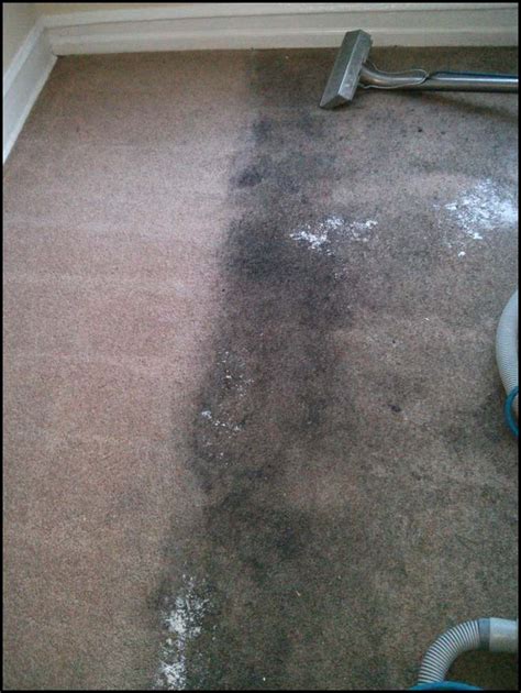 How To Clean Heavily Soiled Carpet | The Garden