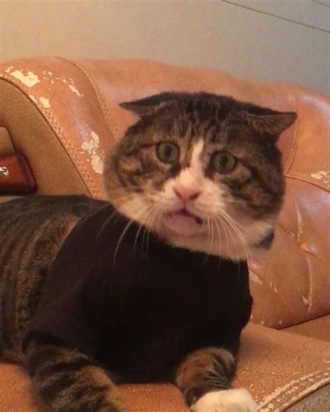 Meet Ah Fei, The Cat Who Deserves An Oscar For His Hilariously Dramatic ...