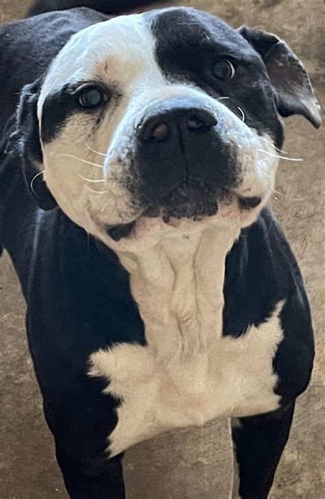Pet of the Week | Groesbeck Journal