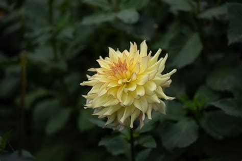 Hart's Bonnie - Under the Sun Flower Company