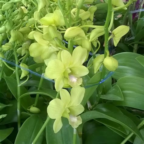 den boom green blooming bb orchids