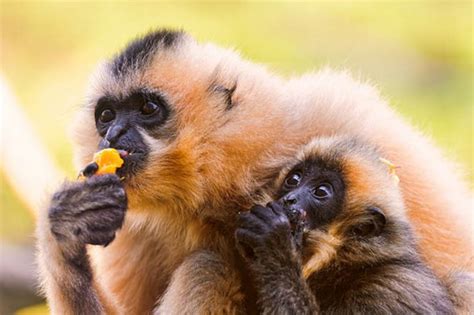 Hainan black crested gibbon - Alchetron, the free social encyclopedia