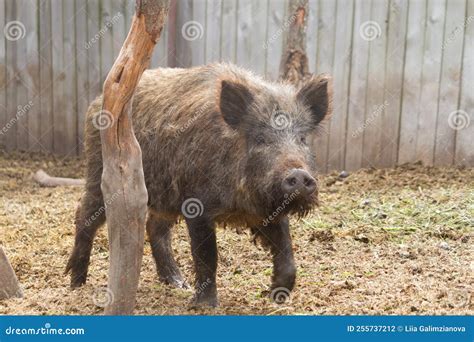 Eber im Schlamm stockfoto. Bild von schwarzes, holz - 255737212